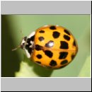 Harmonia axyridis - Asiatischer Marienkaefer 60.jpg